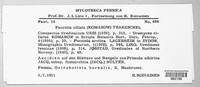 Puccinia ciliata image
